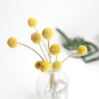 fiori dell'essicazione all'aria di Globosa di Craspedia di 50cm