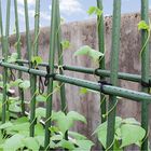 Palo rivestito di plastica verde del giardino del metallo di 60cm per il supporto della pianta